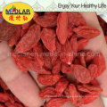 Medlar Red Goji Chinese Wolfberry